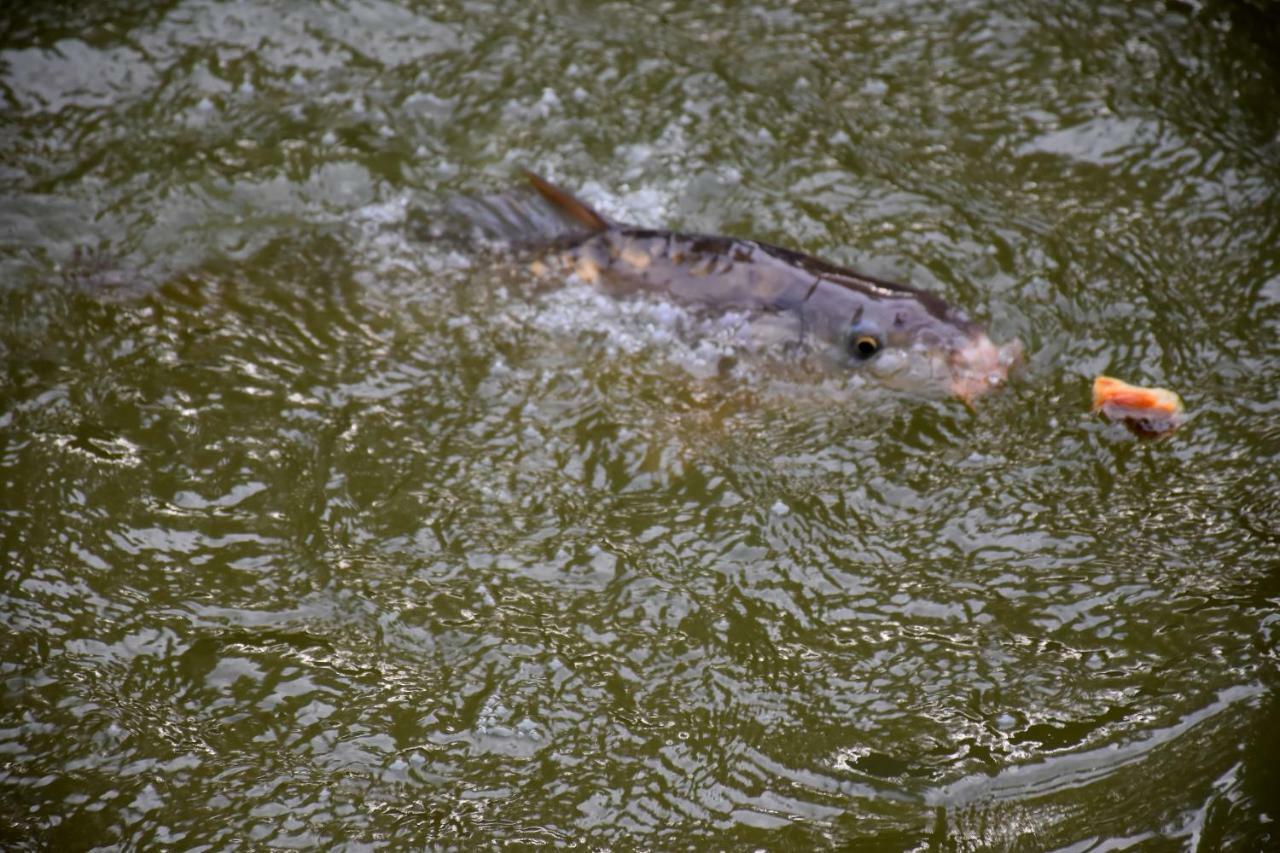 La Mare Aux Canards Cordieux Dış mekan fotoğraf