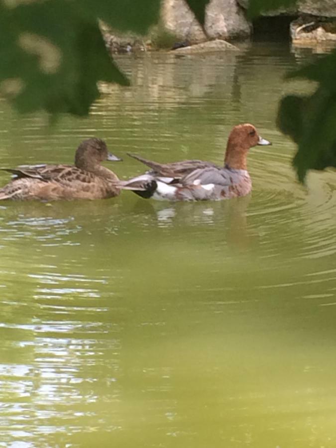 La Mare Aux Canards Cordieux Dış mekan fotoğraf